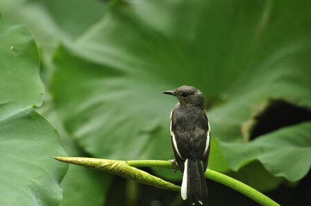 Watching birdの写真素材