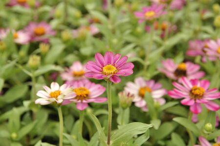 Chrysanthemum fieldの写真素材