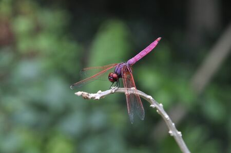 Landing dragonflyの写真素材