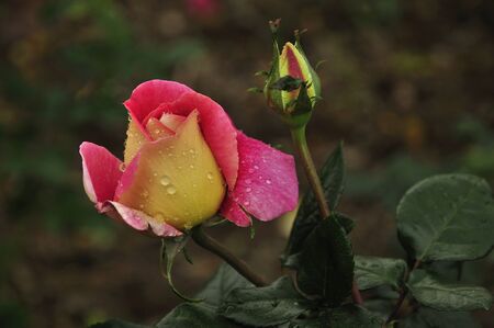 Pink chineseroseの写真素材