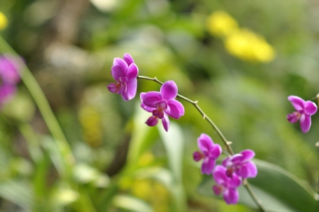 Purple flowerの写真素材