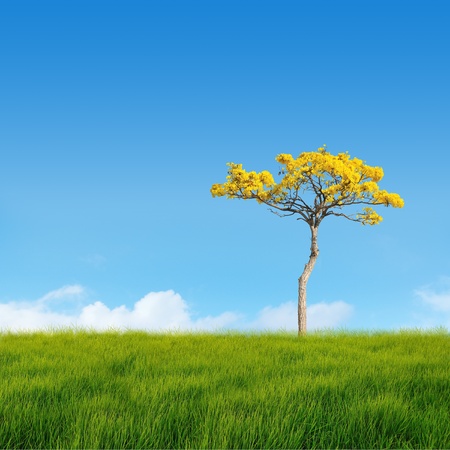 Alone tree on fieldの写真素材