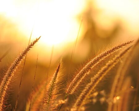 Flower silhouette at sunrise and morning mist の写真素材