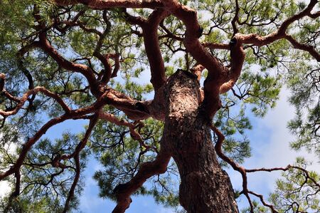 Branch treeの写真素材