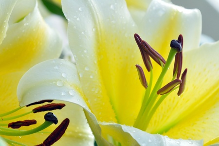 Yellow lillyの写真素材