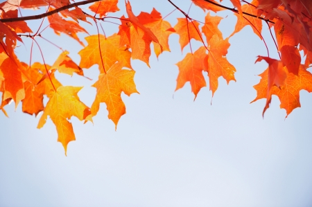 red maple leaves in autumn seasonの写真素材