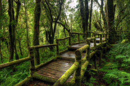 green forest with walk way