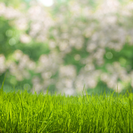 Grass field