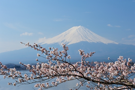 Reflection of Mt Fuji and Cherry Blossom on lake Kawaguchikoの写真素材
