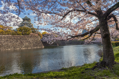 osaka castle with the cherry blossoms in springのeditorial素材