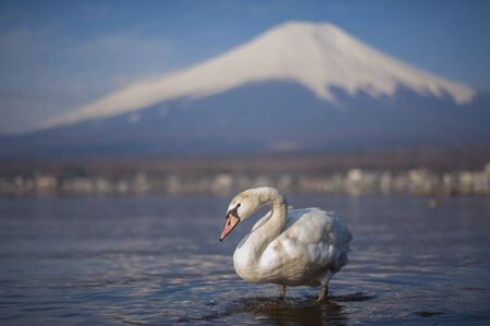 White Swan and Mt Fuji, Yamanaka lake, Yamanashi, Japanの写真素材