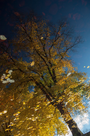 Fall in Botaical Garden, Oslo Norwayの写真素材