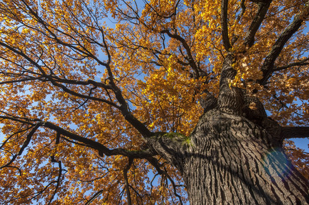 Fall in Botaical Garden, Oslo Norwayの写真素材