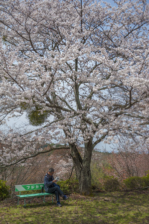 old man are reading the book under sakura treeのeditorial素材