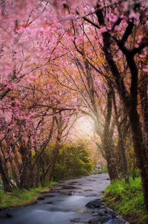 Pink sakura on the waterfallの写真素材