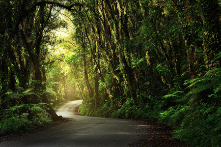 Dirt road going through thick, lush jungle, New zealandの写真素材