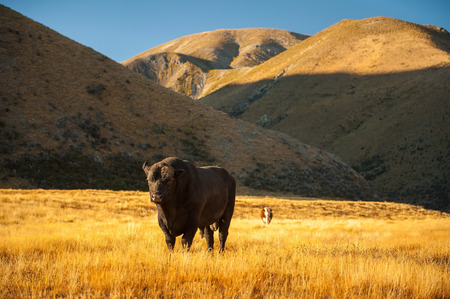 Cows grazing on a green meadow in New Zealandの写真素材