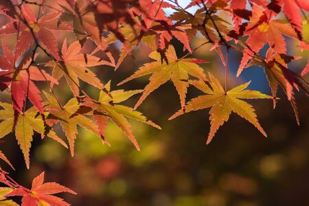Maple tree in autumn, Japan