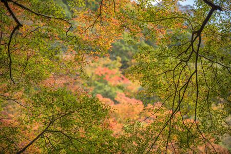 Maple tree in autumn, Japanの写真素材