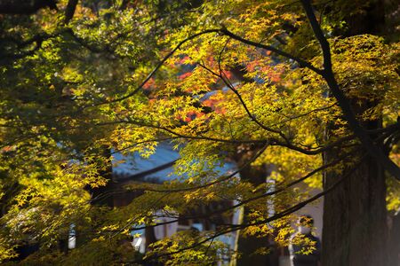 Maple tree in autumn, Japanの写真素材