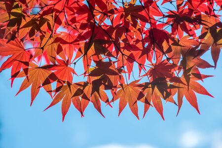 Maple tree in autumn, Japanの写真素材
