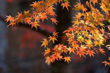 Maple tree in autumn, Japan