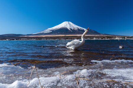 white swan flap wings in yamanaka lakeの写真素材