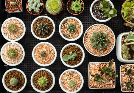 Adorable indoor cactus garden