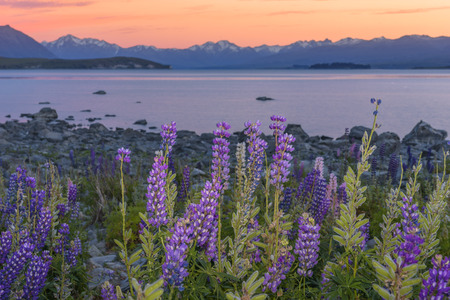 Russle Lupines at Lake Tekapo New zealandの写真素材