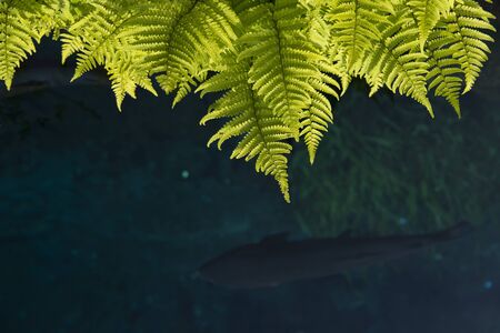 Green leaf of plant with fern and pebble on water