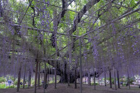 Beauty rooted in the large wisteria trellisの写真素材