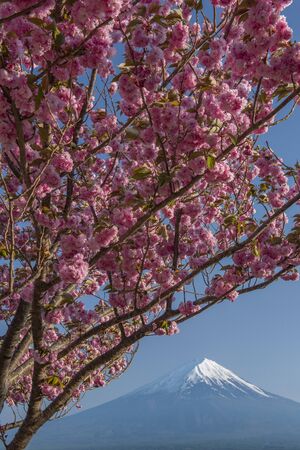 Mountain and Cherry Blossom on lakeの写真素材