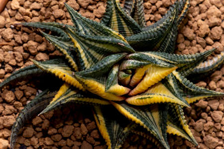 cactus garden desert in springtimeの写真素材