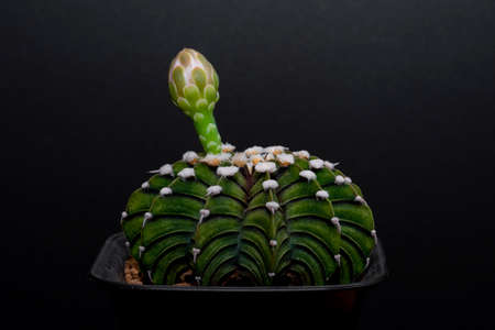 cactus garden desert in springtime