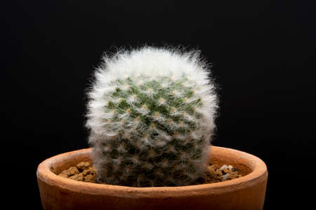 cactus garden desert in springtime