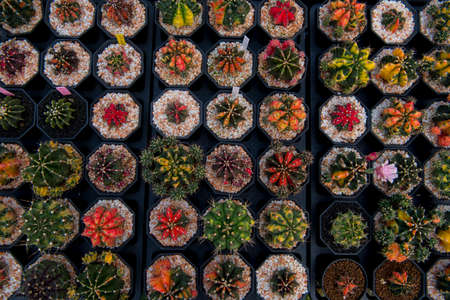 cactus garden desert in springtime