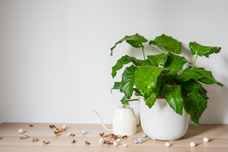 composition of home garden interiorの写真素材