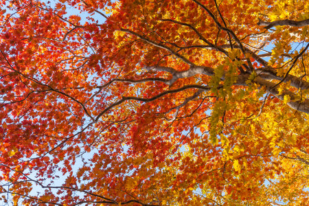 Autumn leaf season in Japanの写真素材
