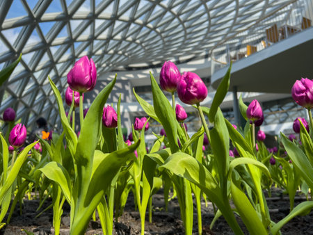 Tulip flower garden in house