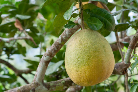 Pomelo or Grapefruit on the tree in the garden.の写真素材