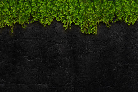 Concrete Wall texture with green leave backgroundの写真素材
