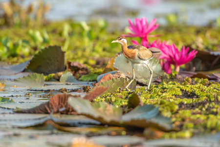 Water bird in large lake at the central of Thailand, Nakhonsawan provinceの写真素材