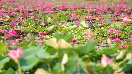 Water bird in large lake at the central of Thailand, Nakhonsawan provinceの写真素材