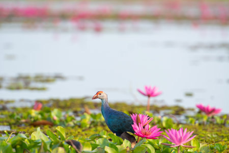 Water bird in large lake at the central of Thailand, Nakhonsawan provinceの写真素材