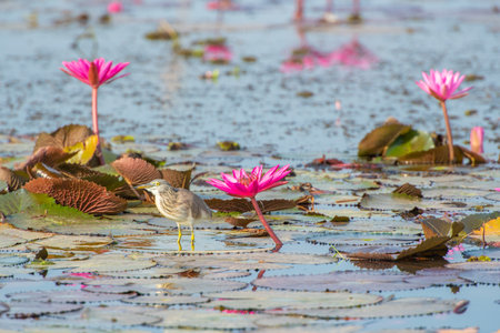 Water bird in large lake at the central of Thailand, Nakhonsawan provinceの写真素材