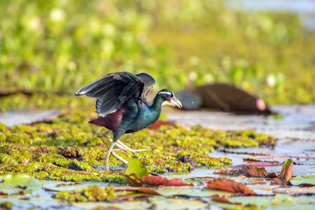 Water bird in large lake at the central of Thailand, Nakhonsawan provinceの写真素材