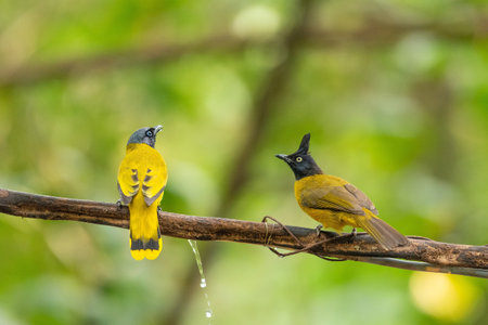 Black Crested Bulbul stand in the rain forest, Thailandの写真素材