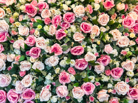Pink and white rose backdrop for your backgroundの写真素材
