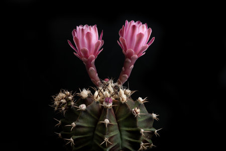 Close up of cactus flower with studio lighting.