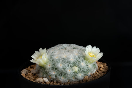 Close up of cactus flower with studio lighting.の写真素材